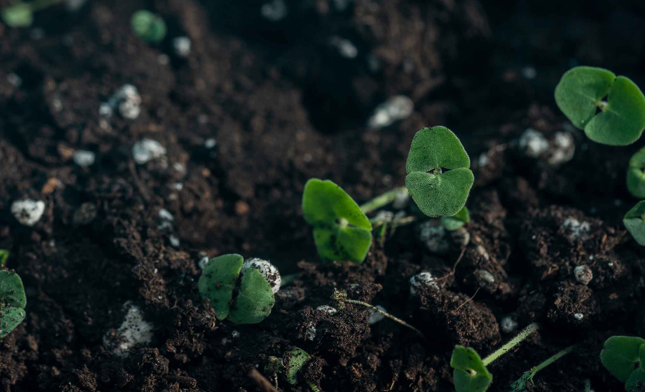 Groene spruiten in de grond