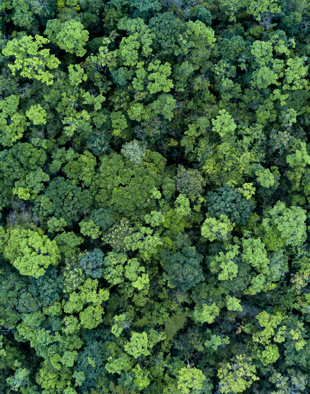 Een foto van een bos