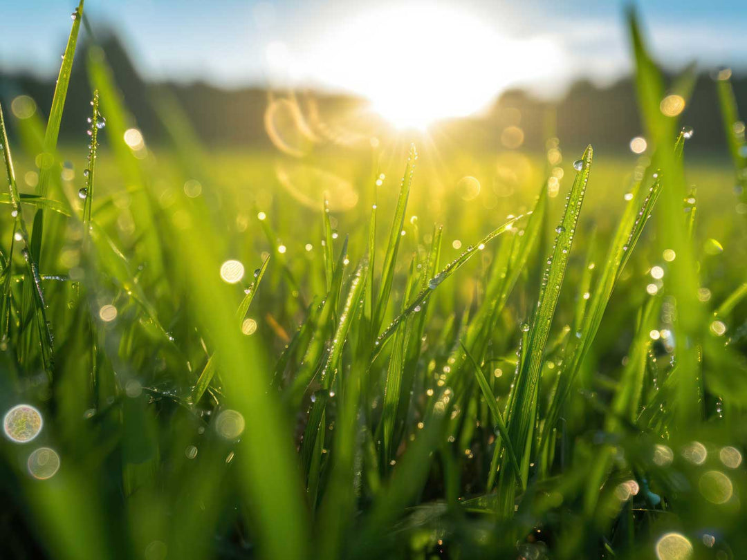 Een foto van nat gras.