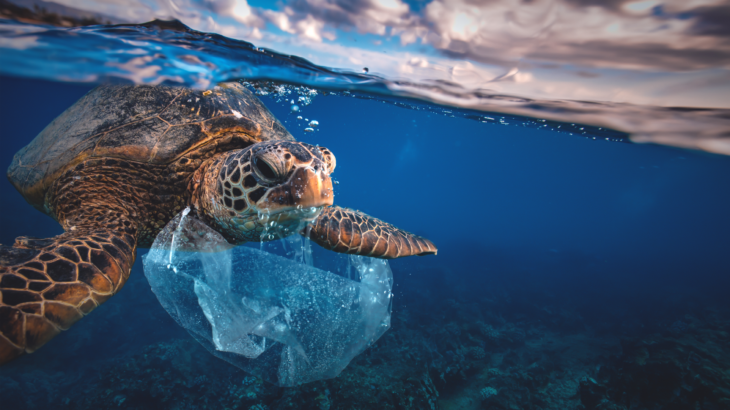 Een foto van een schildpad zwemmend in afval met een plastiek zak erond gekneld.